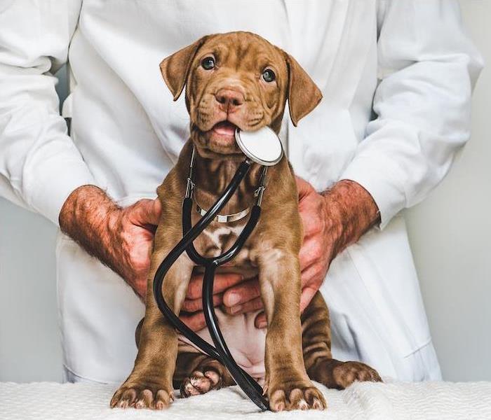 Brown puppy with a stethoscope in his mouth with a vet in a white coat